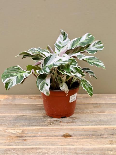 Calathea White Fusion Free Phytosanitary