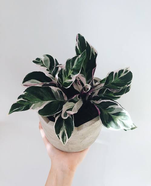 Calathea White Fusion Free Phytosanitary