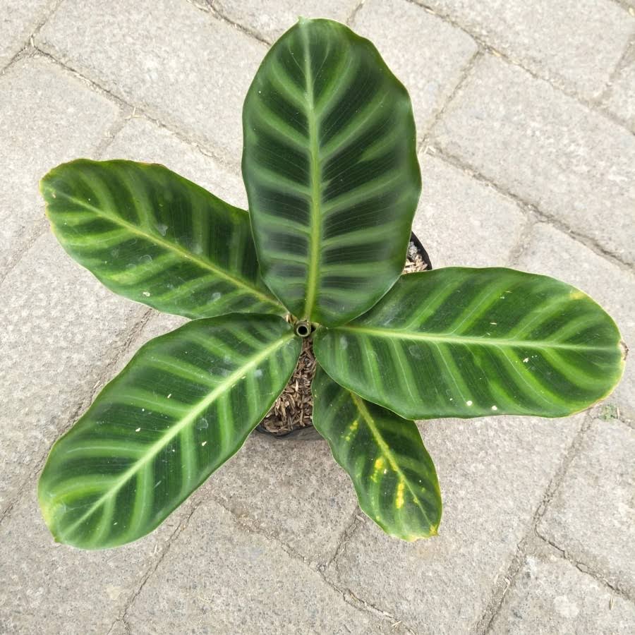 Calathea Warscewiczii | Jungle Velvet Calathea