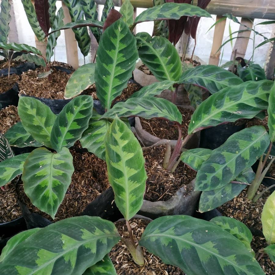 Calathea Warscewiczii | Jungle Velvet Calathea