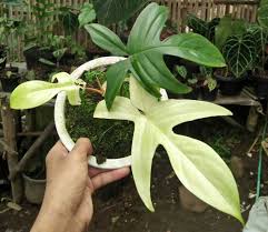 Spezielles Philodendron-Sparpaket