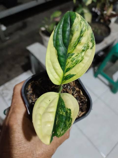 MONSTERA Karstenianum Vatiegated FREE PHYTOSANITARY