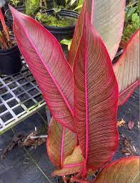 Red Leaf Heliconia