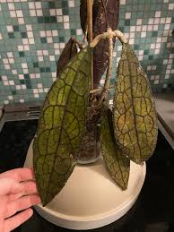 Hoya Sp Tanggamus Red FREE PHYTOSANITARY