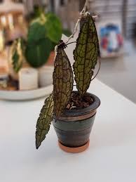 HOYA CLEMENSIORUM RED FREE PHYTOSANITARY