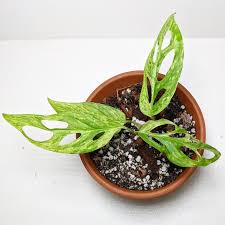 Monstera Andansoni Variegated Indonesia