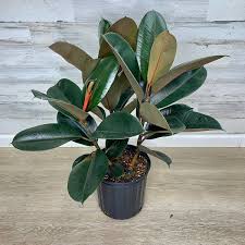 Ficus Burgundy Double Stem, 2 Gallon Grower Pot, 3 Feet Overall Height, Modern Indoor Live Rubber Plant