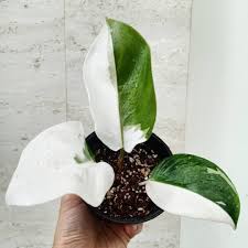 PHILODENDRON WHITE KNIGHT VARIEGATED