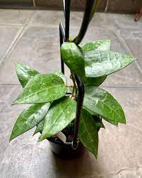Hoya Verticillata Sp.Nganjuk