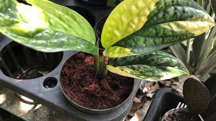 MONSTERA Karstenianum Vatiegated FREE PHYTOSANITARY