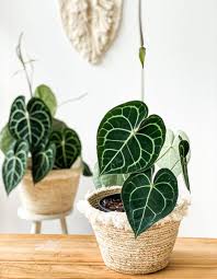 ANTHURIUM CLARINERVIUM