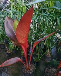 Red Leaf Heliconia