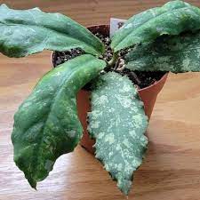 HOYA UNDULATA SPLASH FREE PHYTOSANITARY