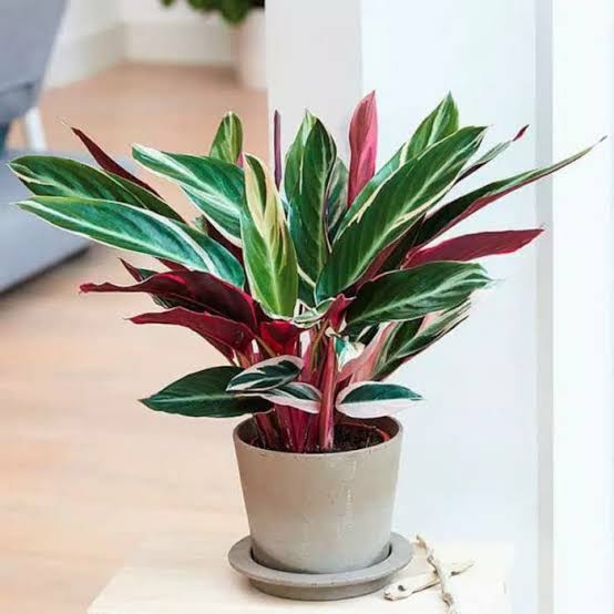 Calathea Triostar Tricolor FREE PHYTOSANITARY