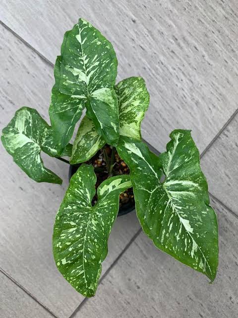 SYNGONIUM PANDA GALAXY