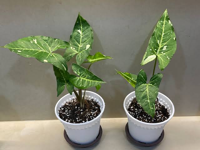 SYNGONIUM PANDA GALAXY