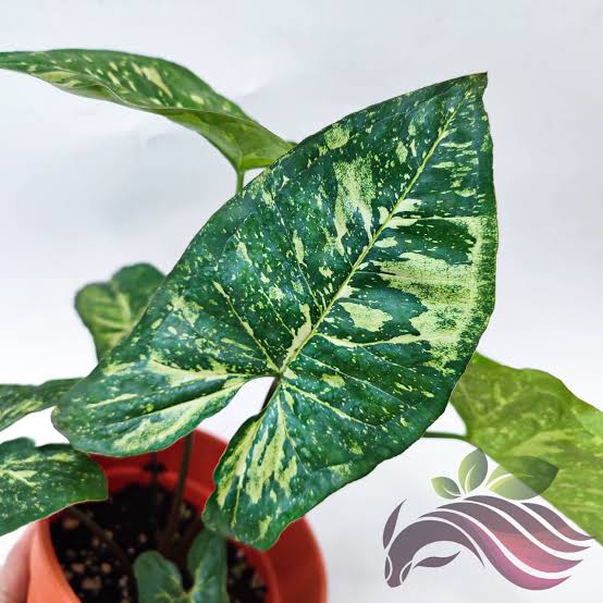 SYNGONIUM PANDA GALAXY