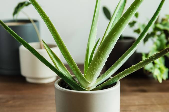 8 Seeds Aloe Vera ~ Bio Seeds ~ Succulent Plant ~ Therapeutic plant ~ Antirheumatic and anti-inflammatory effect ~ Gel SPA Plant ~ Gardening