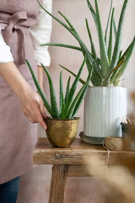 8 Seeds Aloe Vera ~ Bio Seeds ~ Succulent Plant ~ Therapeutic plant ~ Antirheumatic and anti-inflammatory effect ~ Gel SPA Plant ~ Gardening