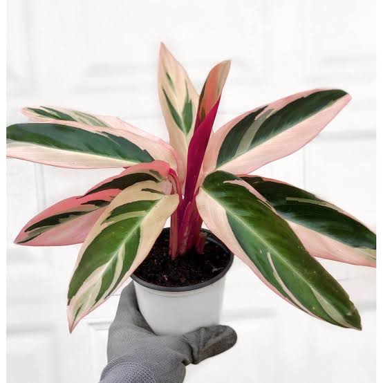 Calathea Triostar Tricolor FREE PHYTOSANITARY