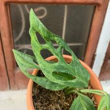 Monstera Andansoni Variegated Indonesia