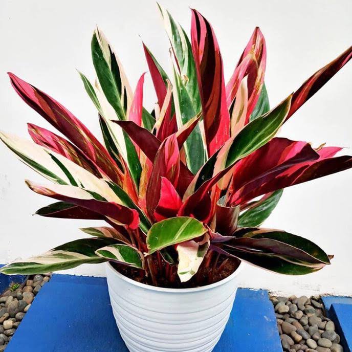 Calathea Triostar Tricolor FREE PHYTOSANITARY