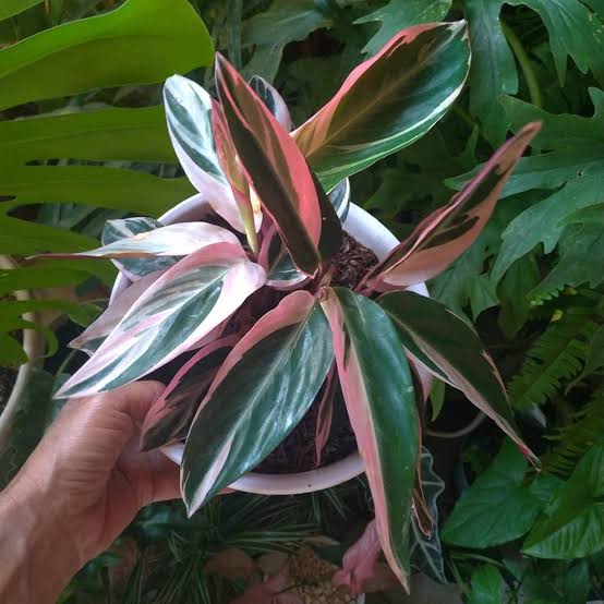 Calathea Triostar Tricolor FREE PHYTOSANITARY