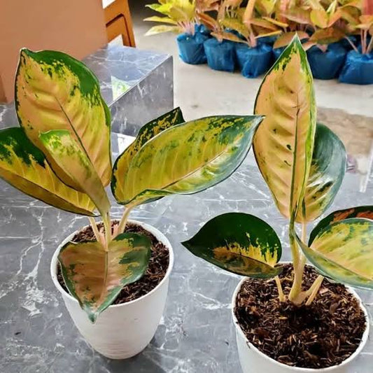 Aglonema Sultan Brunei Medium Size