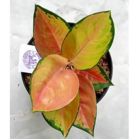 Aglonema Sultan Brunei Medium Size