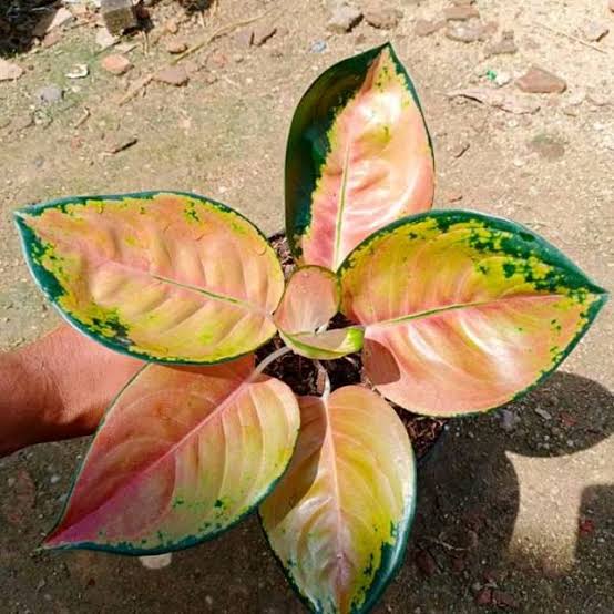Aglonema Sultan Brunei Medium Size