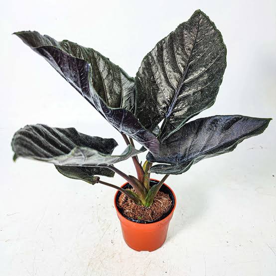 Alocasia Antoro Velvet (Bulb Only) SP.Sulawesi Indonesia (FREE PHYTOSANITARY)