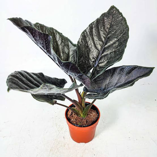 Alocasia Antoro Velvet (Bulb Only) SP.Sulawesi Indonesia (FREE PHYTOSANITARY)