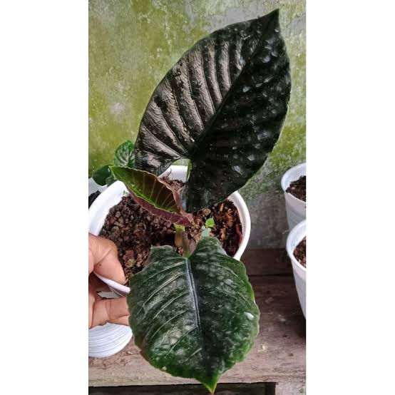 Alocasia Antoro Velvet (Bulb Only) SP.Sulawesi Indonesia (FREE PHYTOSANITARY)