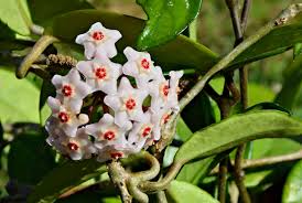 Hoya Elliptica Sp.Borneo Indonesia