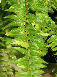 Fern Boston Nephrolepis exaltata 'Variegata' "Tiger Fern Stripe"