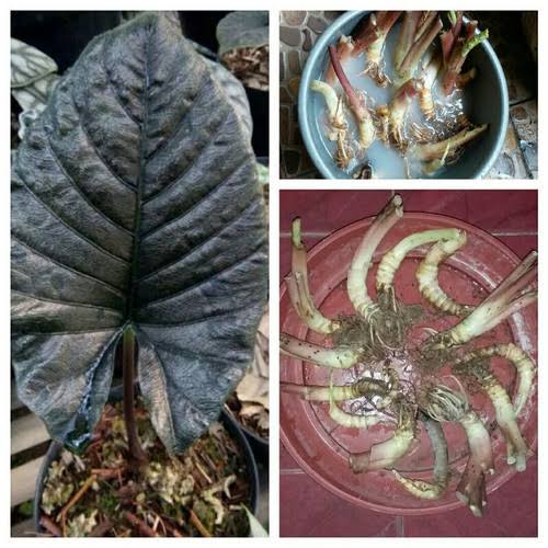 Alocasia Antoro Velvet (Bulb Only) SP.Sulawesi Indonesia (FREE PHYTOSANITARY)
