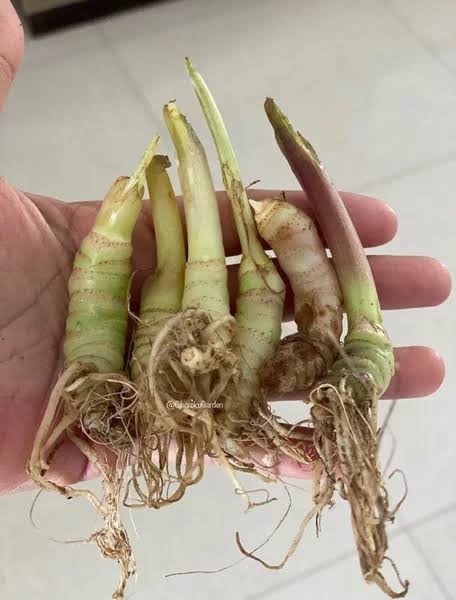 Alocasia Antoro Velvet (Bulb Only) SP.Sulawesi Indonesia (FREE PHYTOSANITARY)