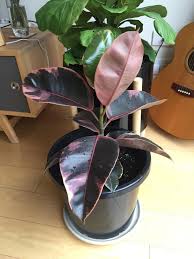 Variegated Ficus Elastica Tineke Rubber Plant