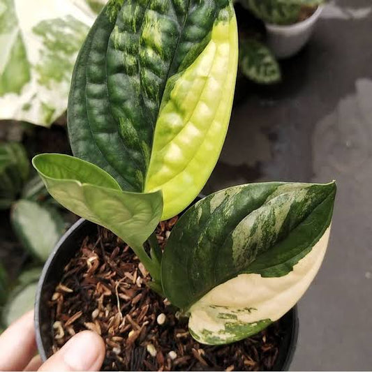 MONSTERA Karstenianum Vatiegated FREE PHYTOSANITARY
