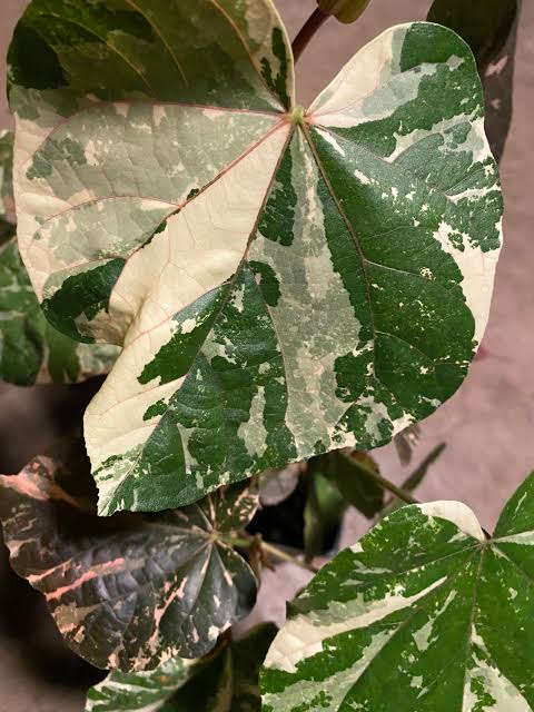 Hibiscus Tiliaceus Variegata