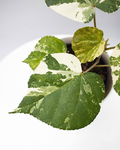 Hibiscus Tiliaceus Variegata