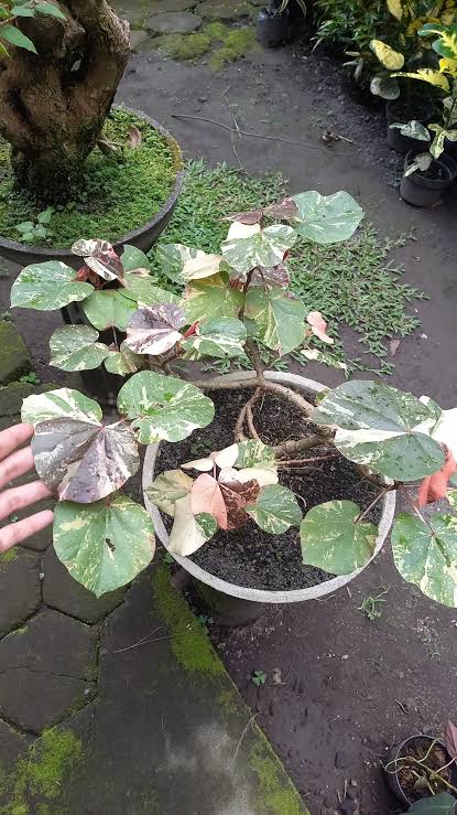 Hibiscus Tiliaceus Variegata