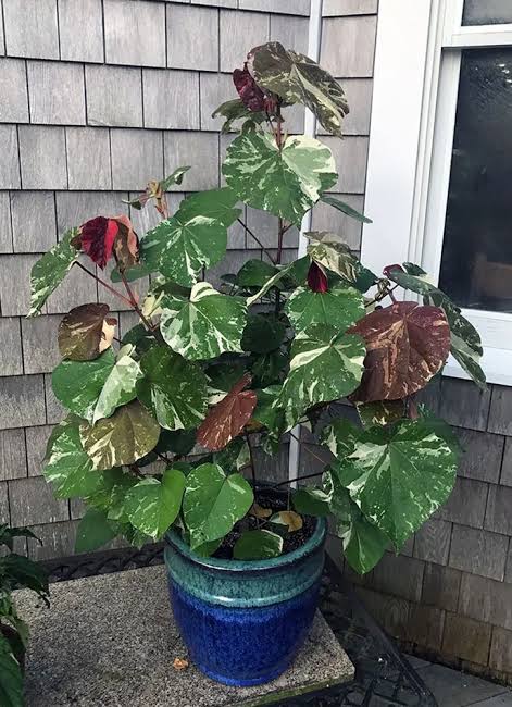 Hibiscus Tiliaceus Variegata