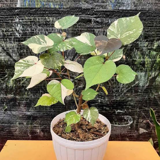 Hibiscus Tiliaceus Variegata