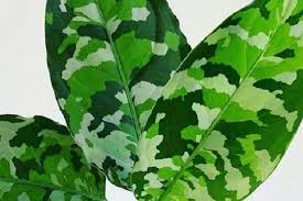 10 Seeds Aglonema Pictum Tricolor seed Rare Plants With Phyto Certificate