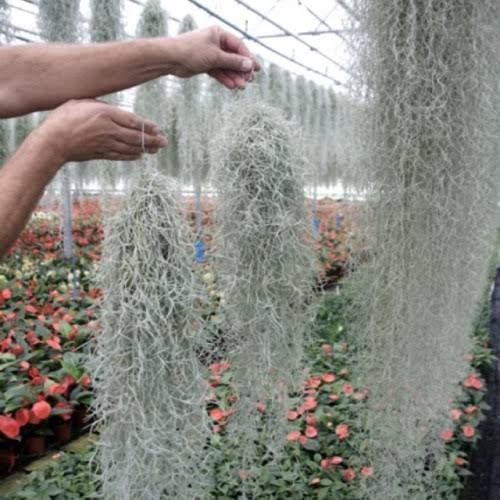 Spanish Moss Tillandsia Usneoides" Plant better known as old man's beard.