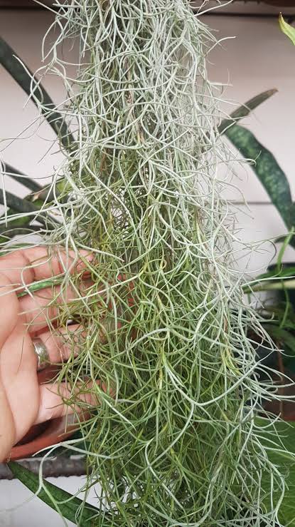 Spanish Moss Tillandsia Usneoides" Plant better known as old man's beard.