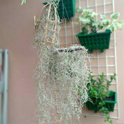 Spanish Moss Tillandsia Usneoides" Plant better known as old man's beard.