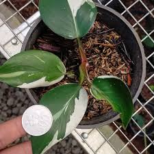 PHILODENDRON WHITE KNIGHT VARIEGATED