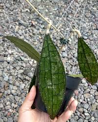 HOYA CLEMENSIORUM FREE PHYTOSANITARY
